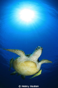 green turtle . by Helmy Hashim 